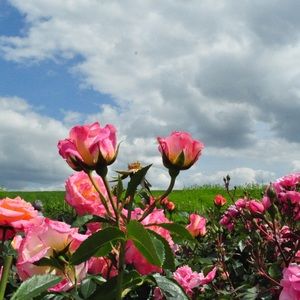 Meet your Posher, Suzie